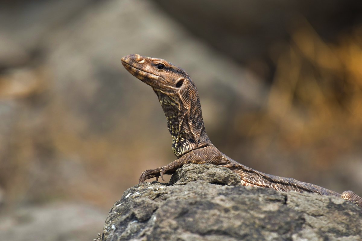 ShivaJmc12's tweet image. The Seed of Last Dragon Warrior🦖!

#Monitorlizard @pargaien @UKNikon #indiaves @Natures_Voice @BBCEarth #ThePhotoHour #BBCWildlifePOTD @AnimalPlanet @DiscoverKorea_ @WildlifeMag @NatGeoIndia @NatGeoMag @NikonUSA @NatGeoEducation @Discovery #nikoncreators #Wikipedia #reptiles