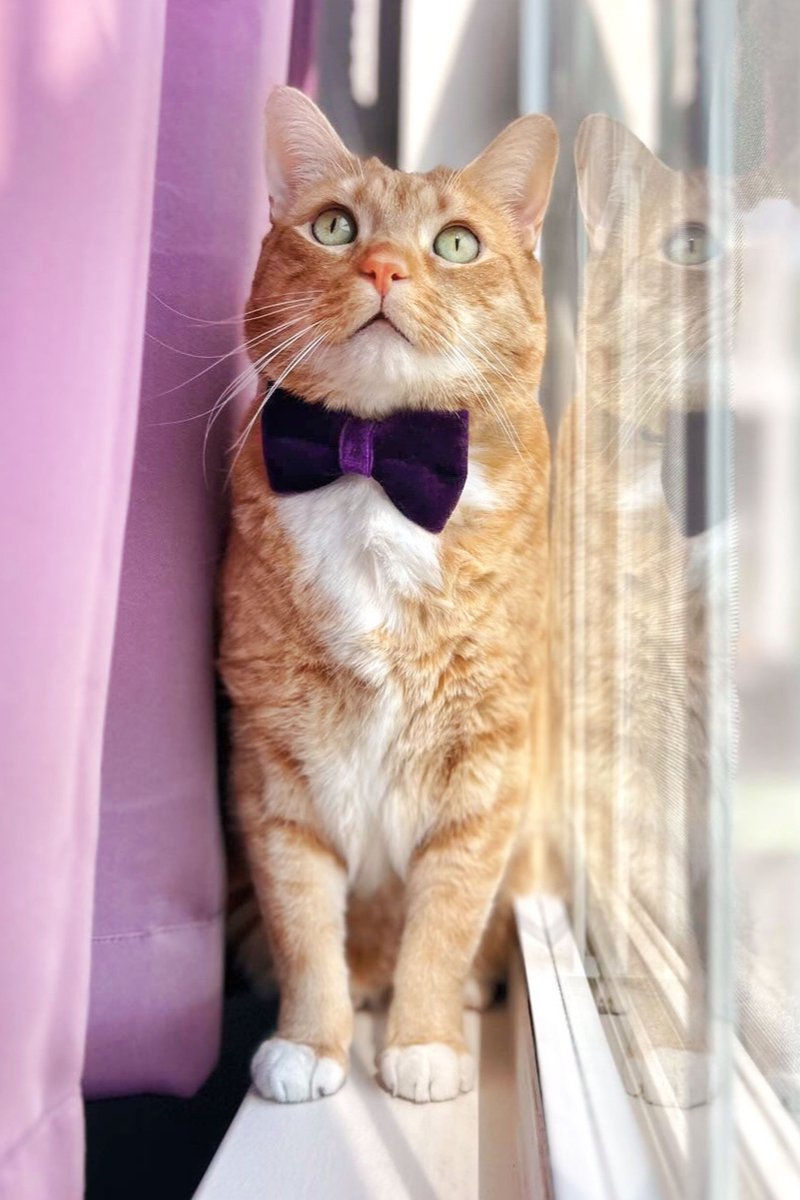 MadeByCleo's tweet photo. Hello ladies... this handsome #kitty is here to prove that guys can rock #purple any day. He's also on the lookout for a date. Who's interested?💜🐈✨😍 📸 Featured Style: Royal Purple Velvet - shop the look! https://t.co/9Q3ceCkWtg #catcollar  #catbowtie #catsoftwitter #cats https://t.co/n8d2dspWLp