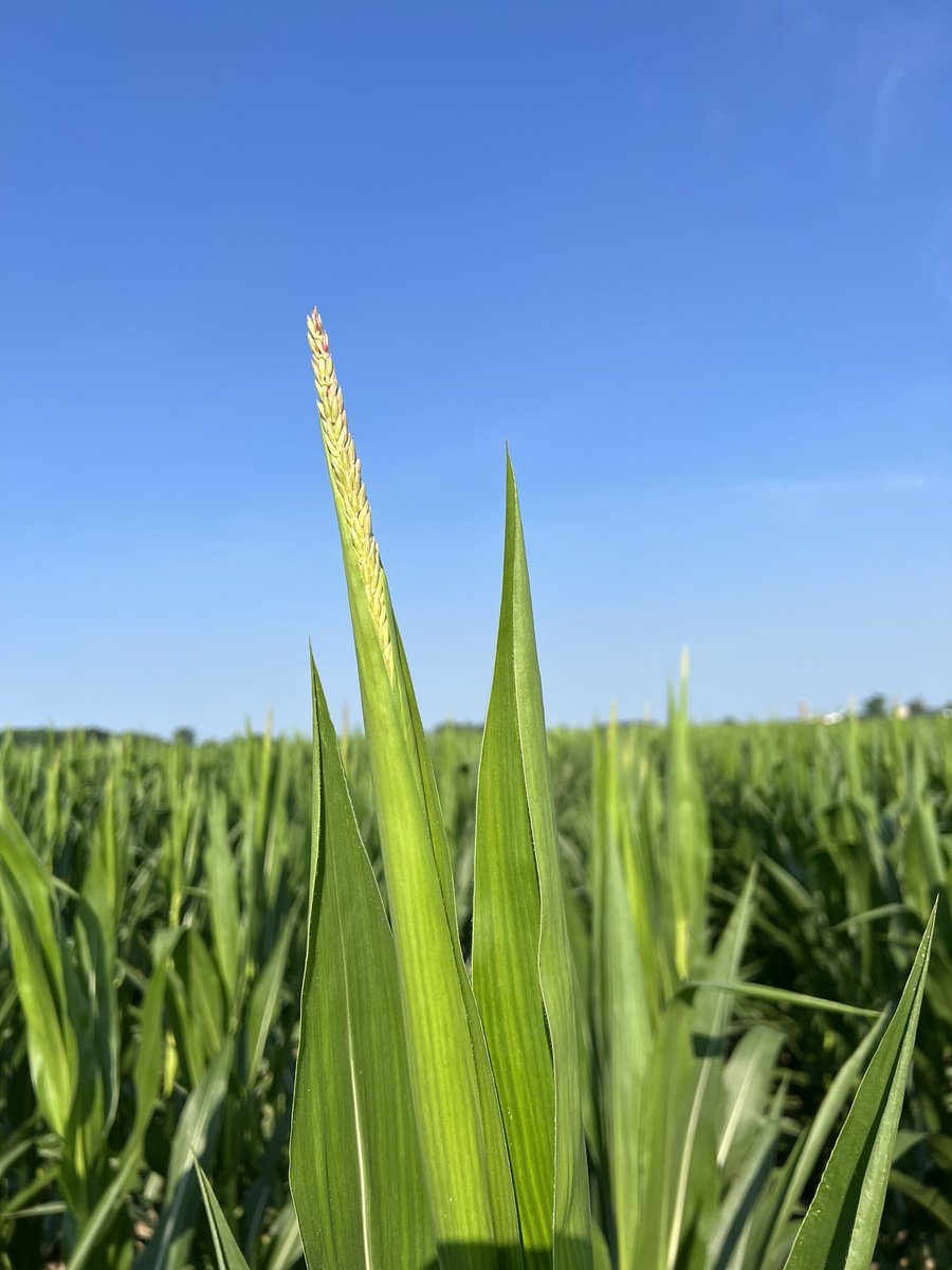 You can walk corn shy of knee high in the same section