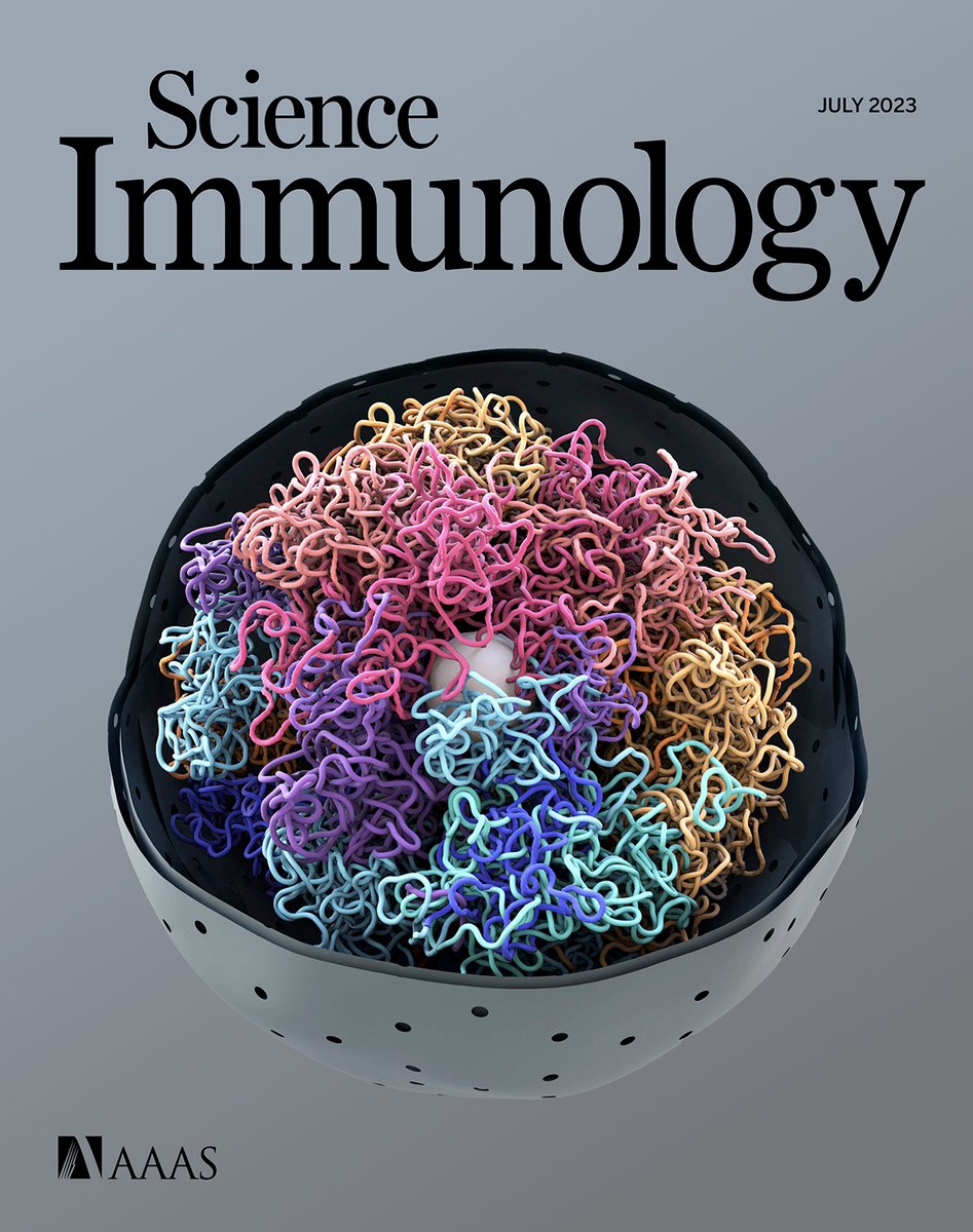 Ralph Stadhouders (@r_stadhouders) on Twitter photo As promised a short 🧵 on our latest work just out in <a href="/SciImmunology/">Science Immunology</a>! Spearheaded by talented PhD student Anne Onrust and Hi-C wizard @G_Stik 💪 What did we find? A central theme in my lab is understanding immunological memory in T lymphocytes. After a naive T cell has been 1/ As promised a short 🧵 on our latest work just out in <a href="/SciImmunology/">Science Immunology</a>! Spearheaded by talented PhD student Anne Onrust and Hi-C wizard @G_Stik 💪 What did we find? A central theme in my lab is understanding immunological memory in T lymphocytes. After a naive T cell has been 1/
