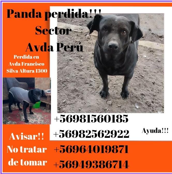 sol_palacios_m's tweet photo. URGENTE!!!!
SE ESCAPÓ DE TEMPORAL!!!
SECTOR EL SALTO.
Animalhijos del valle
En Av. Perú subir x Unión arriba a la izquierda hadta las torres de alta tensión
Fco.Silva Altura 1300
LLAMAR +56982562922//// +5694938 6714///
ANDA CON BODY, NO SE DEJA TOCAR. SOLO AVISAR🙏🏻😢🆘️‼️ https://t.co/1VARzwQMn7