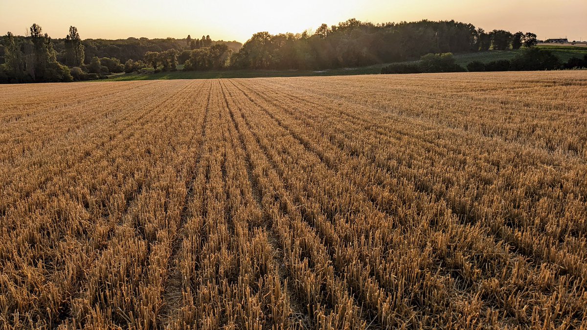 d_forge's tweet image. 17 juin - 10 juillet     #Moisson2023