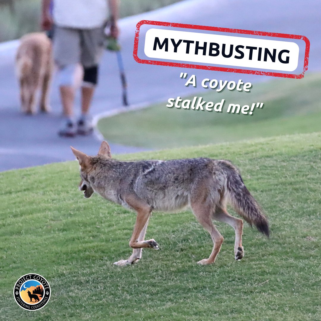 Project Coyote on Twitter "🚫 MYTH A coyote stalked me! FACT Coyotes
