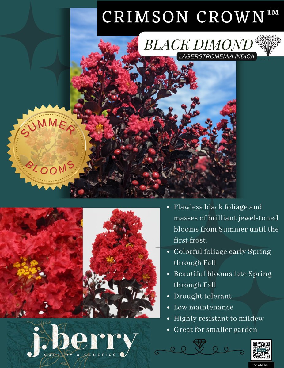 blackdiamondblm's tweet photo. J Berry Nursery will be attending the #CultivateShow in Columbus, Ohio This weekend!

Join us at the event where we'll be showcasing our brand new Crape Myrtle release, the breathtaking #CrimsonCrown! 👑 https://t.co/AmutlvdnLJ