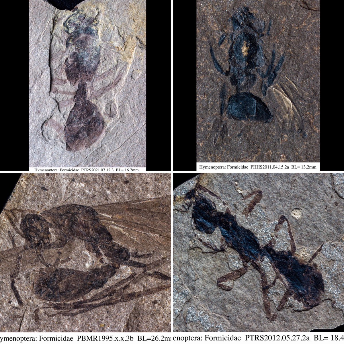 dngbow2's tweet image. An assortment of Eocene Hymenoptera from the Allenby Formation, Princeton, British Columbia.