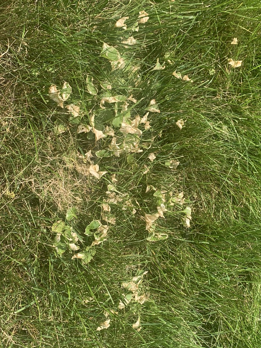 Crabgrass, nutsedge, spurge, plantain, clover beware. @FMCturf - Solitare WSL is coming for you. Pictures are 2.5 days post treatment. 4 oz per 1,000 sq ft.  Get with your <a href="/AdvancedTurf/">Advanced Turf</a> rep today. Summer special - $36.00 off per 96 oz bottle. Kill weeds w/o killing the budget
