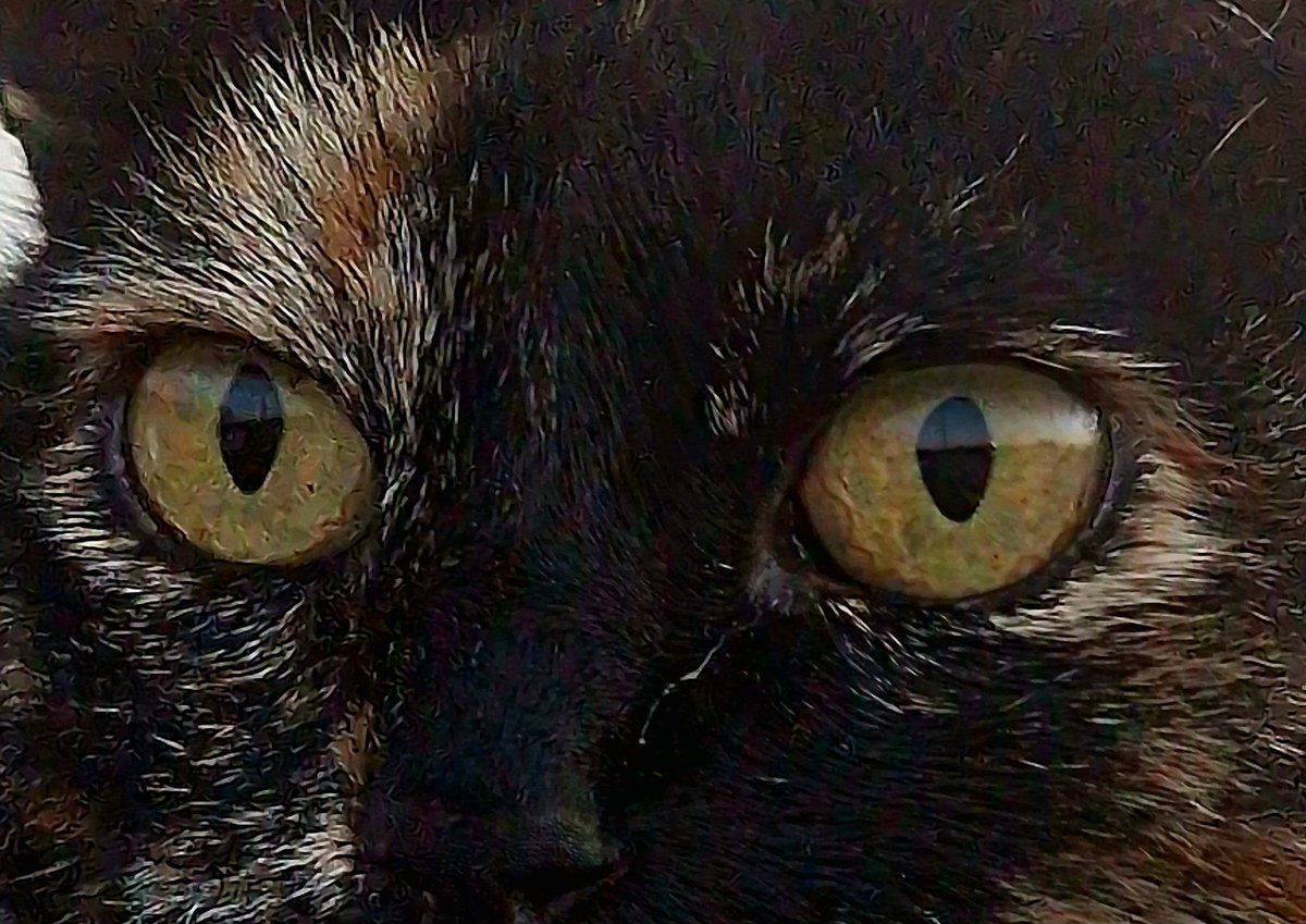 Fourique's tweet image. Como parece que não se podem criticar deputados.... vamos falar de gatos fofinhos