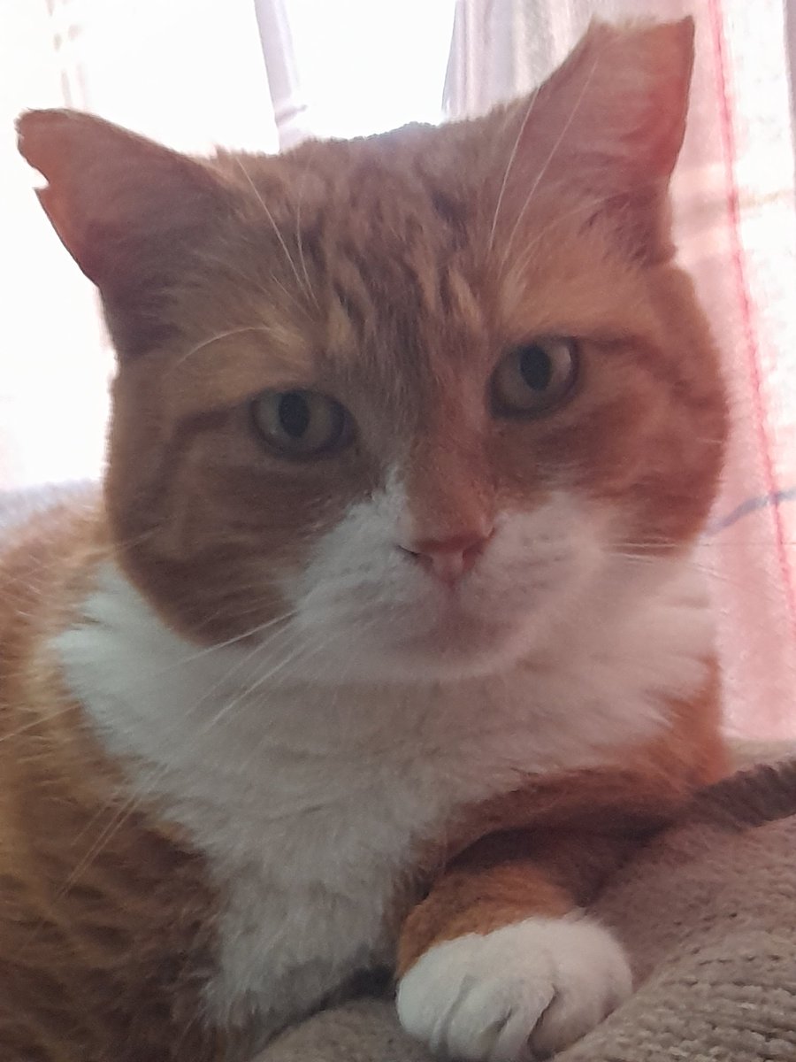 5OBLI's tweet photo. @SusanCalman Chief inspector Barnaby is enjoying his mini break at his Grandads,  whilst I decorate in the sweltering heat. https://t.co/V6IZLwQLoZ