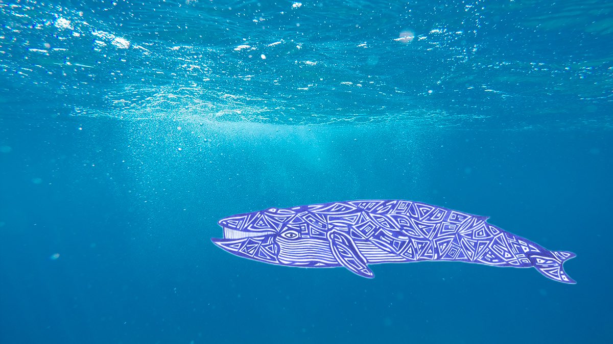 physitalgallery's tweet photo. Blue Whale (Balaenoptera musculus) https://t.co/tBWRGiFQHY
