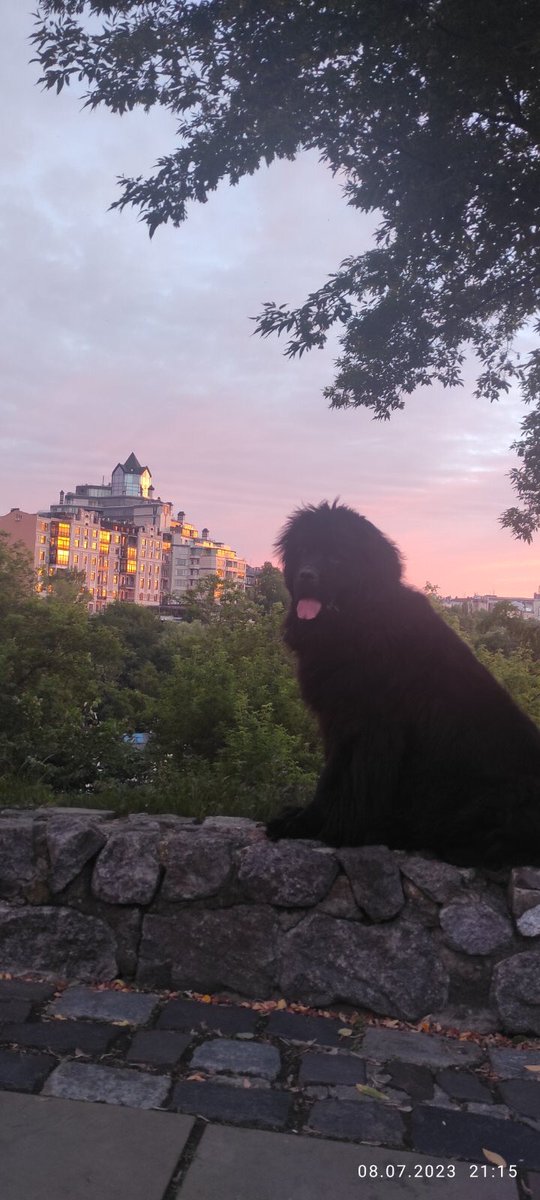 BellaNewfoundl1's tweet photo. Hello 👋 Dear Friends 🇺🇦 we had a time off social media for a bit to get a little bit of mind peace:) but we are back ❤️ How you been doing? Here’s Bella and the Sunset #newfie #sunset #dog #UkraineWillWin #ukraine https://t.co/eyPCU7ImCh