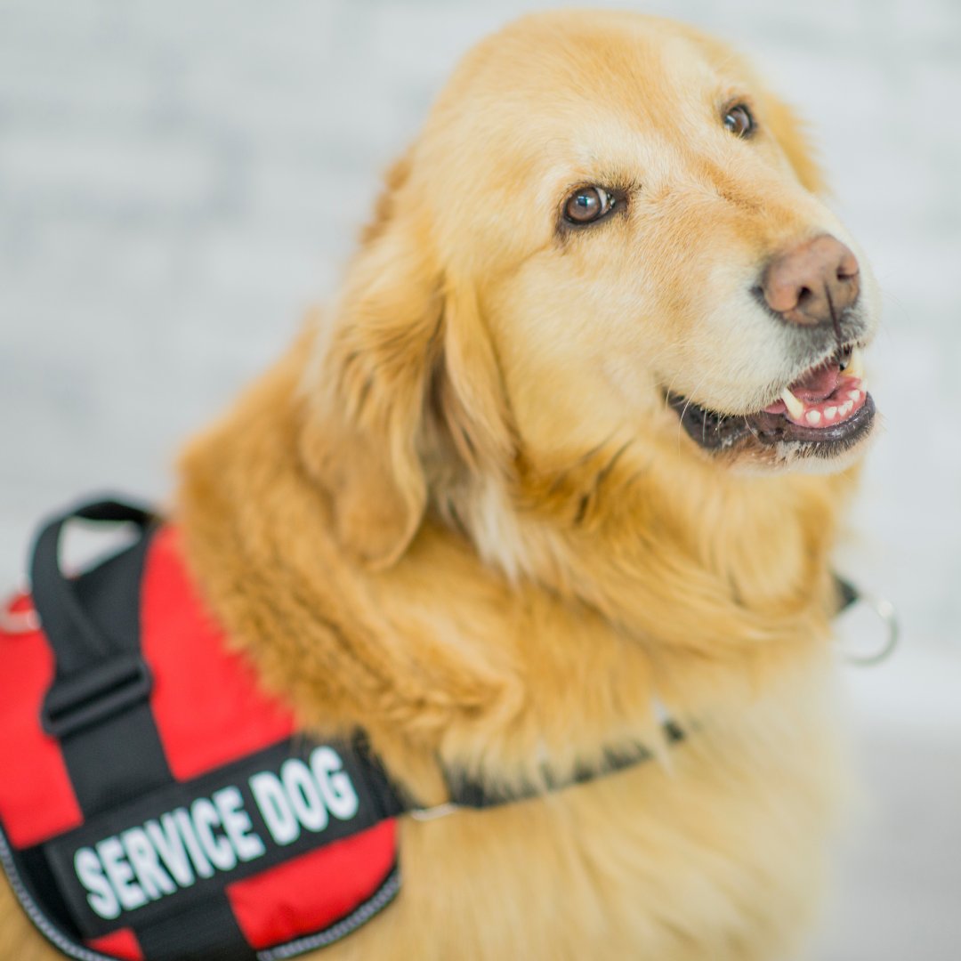 DogTrainerMiami's tweet photo. https://t.co/akGhbvR3v8