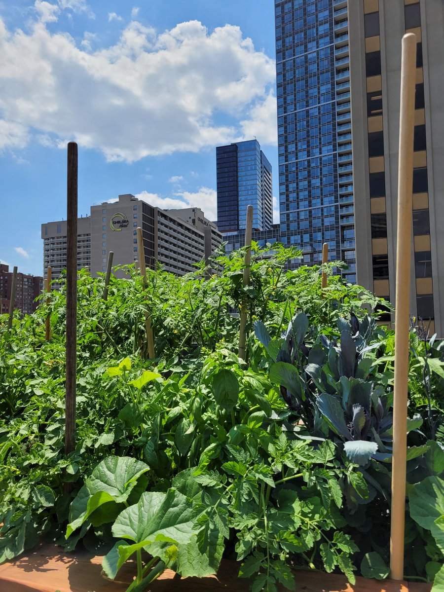 Thanks to the mix of sun and rain this summer so far, our rooftop garden is popping! 

We're so pleased to see the height of the tomato plants, the verdant herbs &amp; the bright blooms thriving up here.

Learn more about our rooftop garden: tinyurl.com/3uneyemc