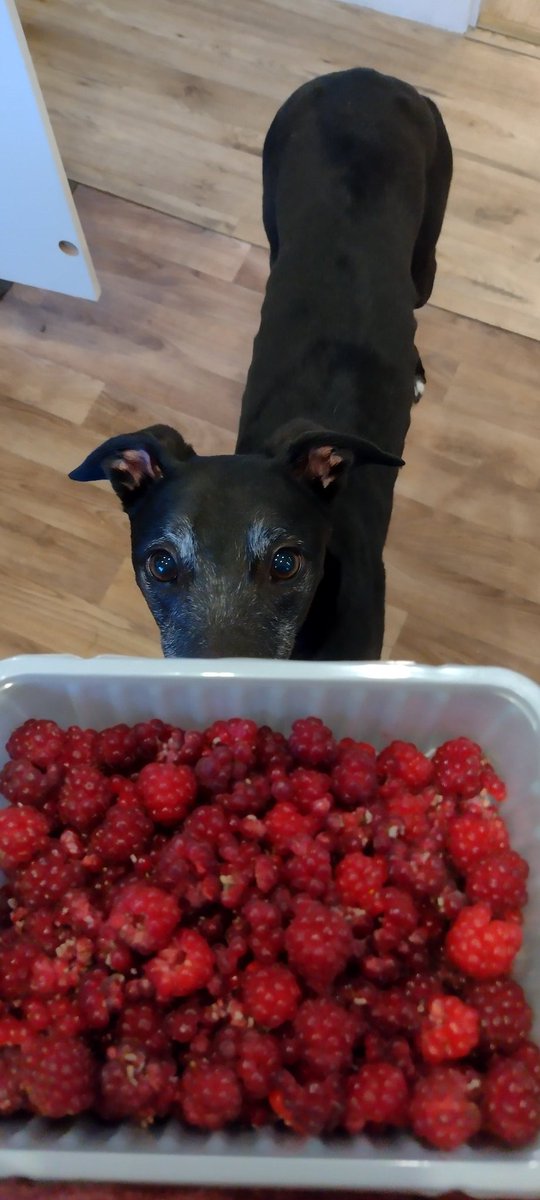 Magz would like some of the first raspberry harvest....