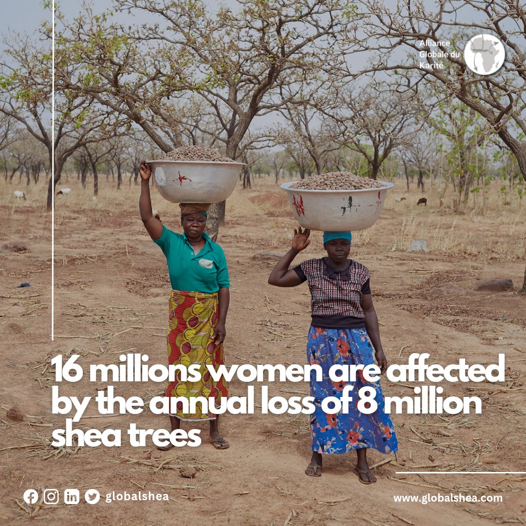 GlobalShea's tweet photo. The loss of millions of shea trees highlights the urgent need for sustainable practices, reforestation efforts and the protection of shea parklands to ensure the livelihoods of these women and preserve their valuable contributions to society.
#sheamonth https://t.co/EuEntBfeLI