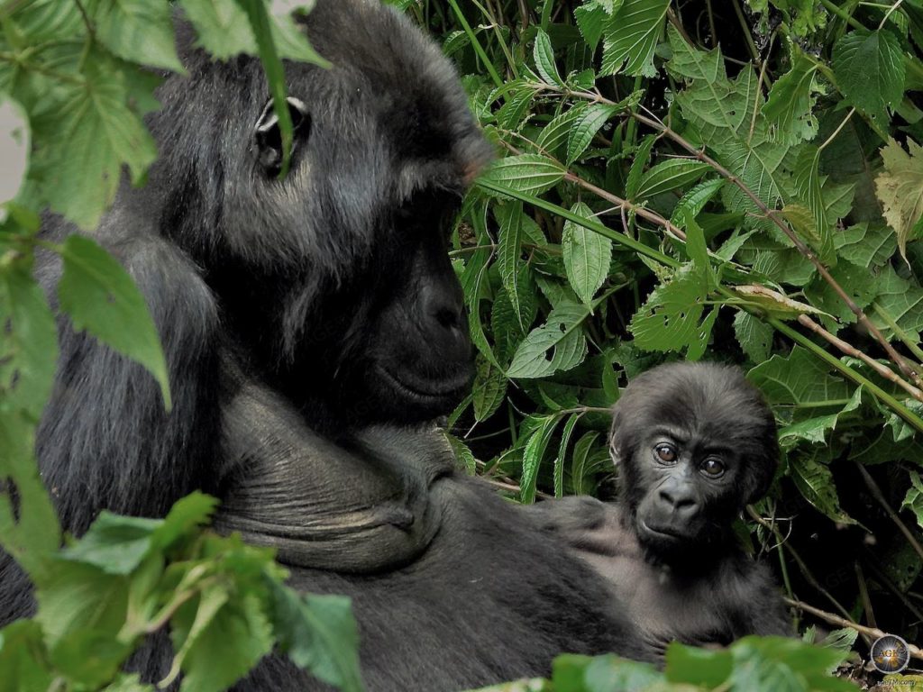 magazine4travel's tweet image. The largest primates in the world: Eastern lowland gorillas are critically endangered. We visited a young gorilla family in the Democratic Republic of the Congo agetm.com/en/?p=35951 This gorilla baby is only 3 months old. #gorilla #DRC #wildlifephotography #AgeTM Enjoy Share