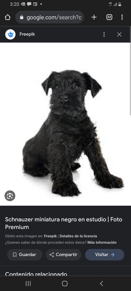 Catalineko's tweet photo. Ayer vi perrito perdido parecido a alguno de estos dos en cra 30 con av 26 y hoy casulamente lo vuelvo a ver en la cll 122 con cra 11 siguió hacia el norte  imposible de coger tiene mucho miedo, obvio ya está sucio y con pelo largo 😫 #bogotá  @Marce_Tabares ayuda a difundir https://t.co/PhUvXsnpLN