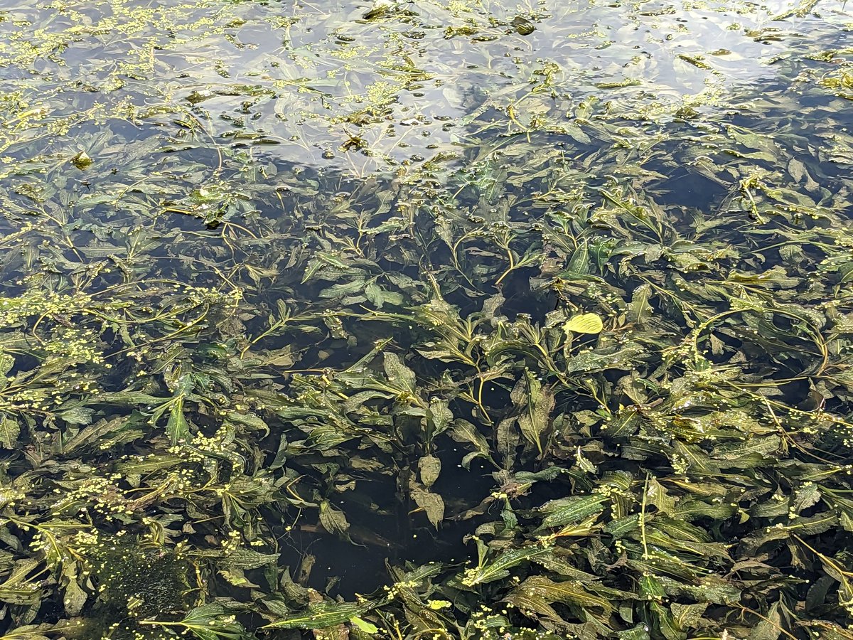 NWillby's tweet image. Nice to still see big beds of Shining Pondweed Potamogeton lucens in the Great Ouse near Bedford but the latest mapping from @BSBIbotany shows this is clearly not a time for complacency #macrophytemonday  plantatlas2020.org/atlas/2cd4p9h.…