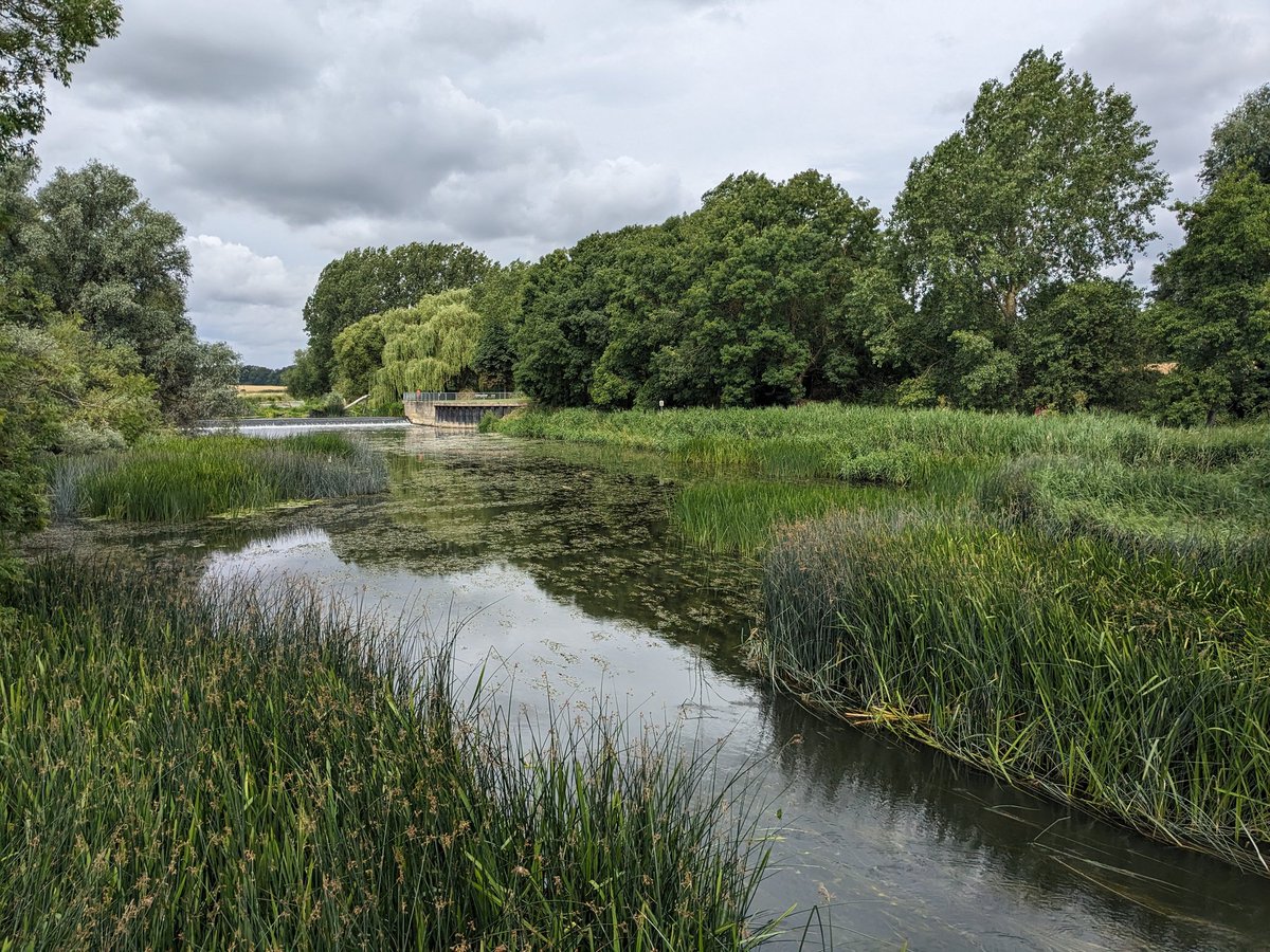NWillby's tweet image. Nice to still see big beds of Shining Pondweed Potamogeton lucens in the Great Ouse near Bedford but the latest mapping from @BSBIbotany shows this is clearly not a time for complacency #macrophytemonday  plantatlas2020.org/atlas/2cd4p9h.…
