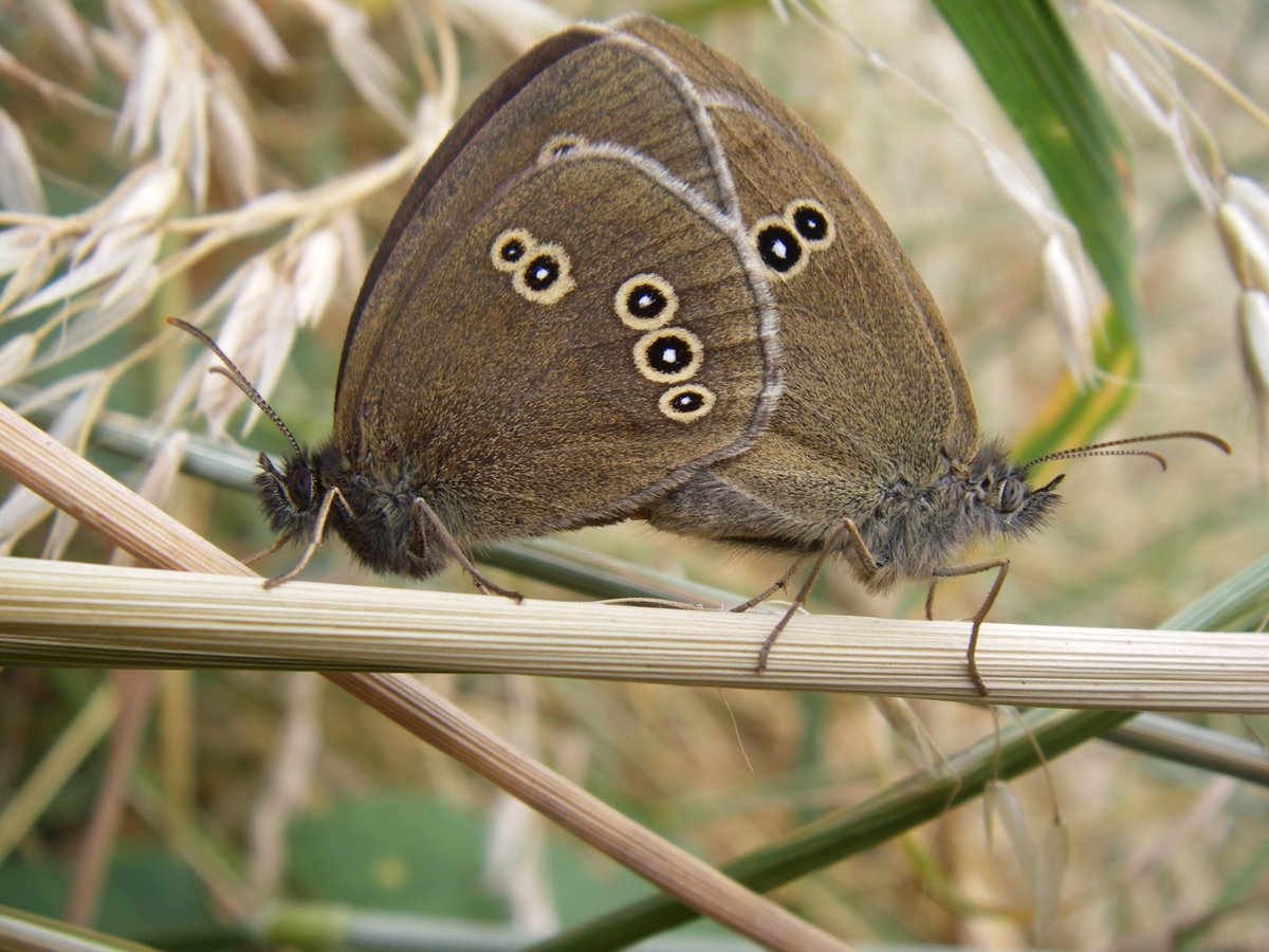 robbieallan4's tweet photo. @VikiYakimush Sometimes you get lucky, have a great Monday also.
#MomentsShots #butterfly #Peacockbutterfly #NaturePhotography #Ringlets https://t.co/ka7QeK5w1m