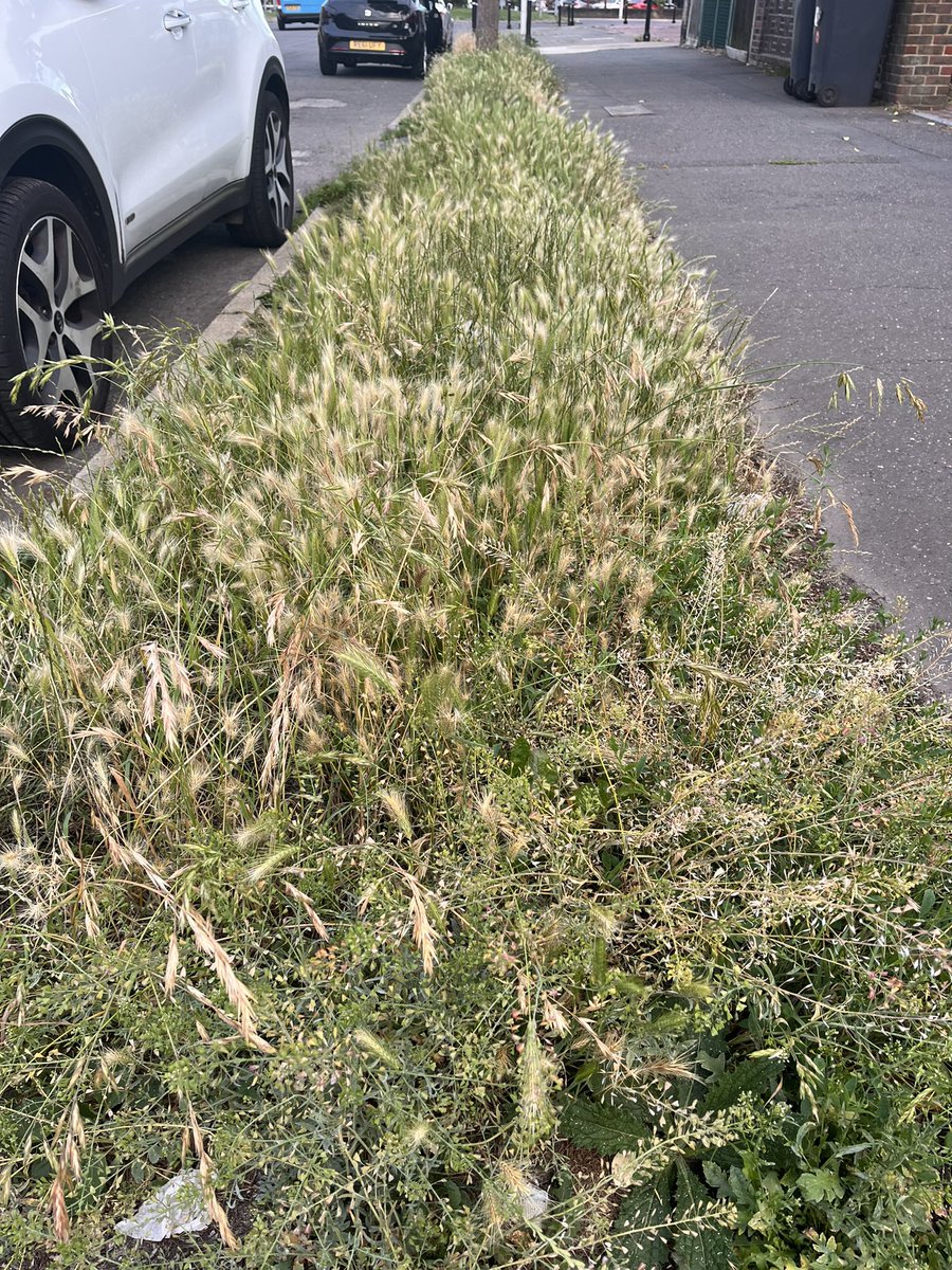Retired Search Dog Millie (@searchdogmillie) on Twitter photo A plea from all #dog owners to <a href="/WorthingCouncil/">Worthing Council</a> to cut the grass verges in #worthing #goring. Dogs noses and paws are being harmed by these vicious barbs. #vets including <a href="/GroveLodgeVets/">Grove Lodge Vets</a> and our own <a href="/HeeneRoadVets/">Heene Road Vets</a> are reporting a crazy number of dogs being needlessly harmed 😔 A plea from all #dog owners to <a href="/WorthingCouncil/">Worthing Council</a> to cut the grass verges in #worthing #goring. Dogs noses and paws are being harmed by these vicious barbs. #vets including <a href="/GroveLodgeVets/">Grove Lodge Vets</a> and our own <a href="/HeeneRoadVets/">Heene Road Vets</a> are reporting a crazy number of dogs being needlessly harmed 😔