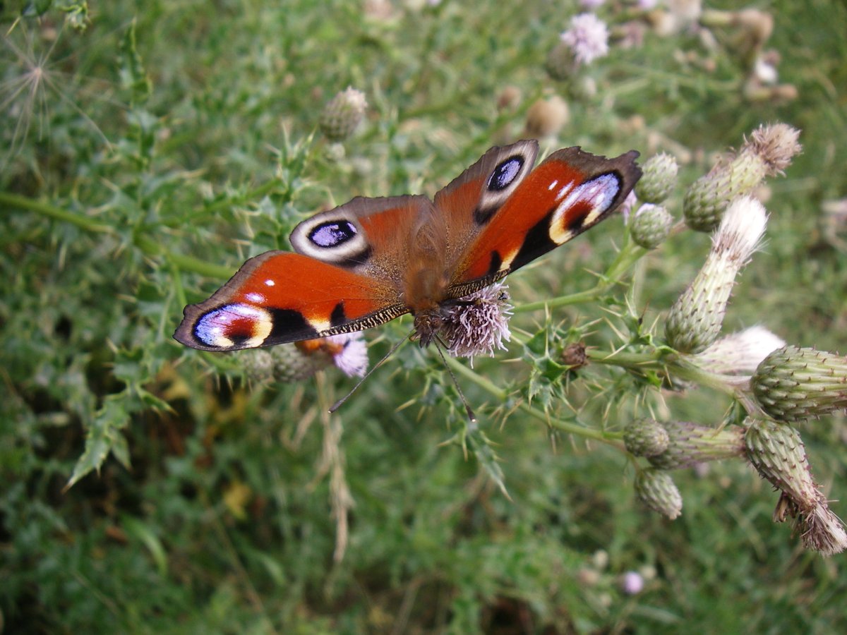 robbieallan4's tweet photo. @VikiYakimush Sometimes you get lucky, have a great Monday also.
#MomentsShots #butterfly #Peacockbutterfly #NaturePhotography #Ringlets https://t.co/ka7QeK5w1m