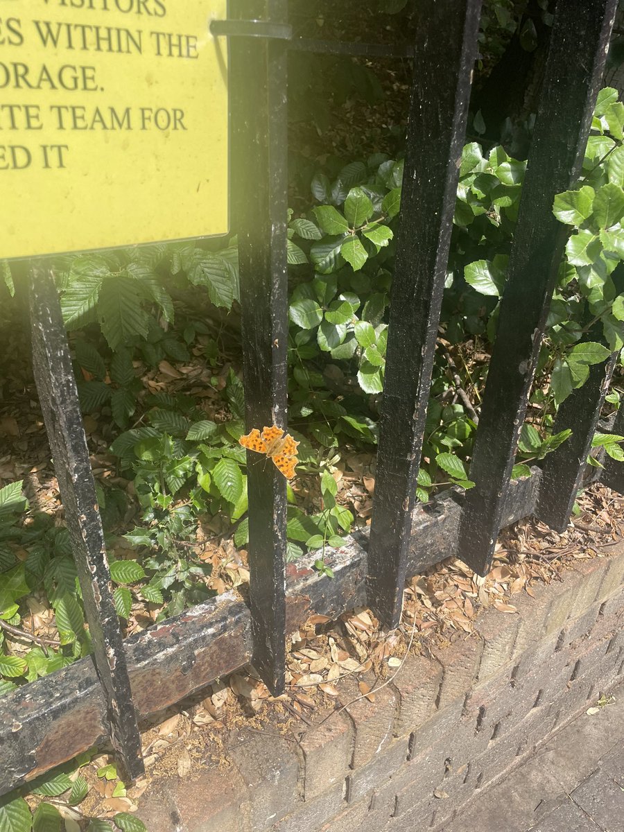 normskii77's tweet image. Comma butterfly with me outside @GraveneySchool today while I waited for the fantastic Red Flash graduation. #redflash