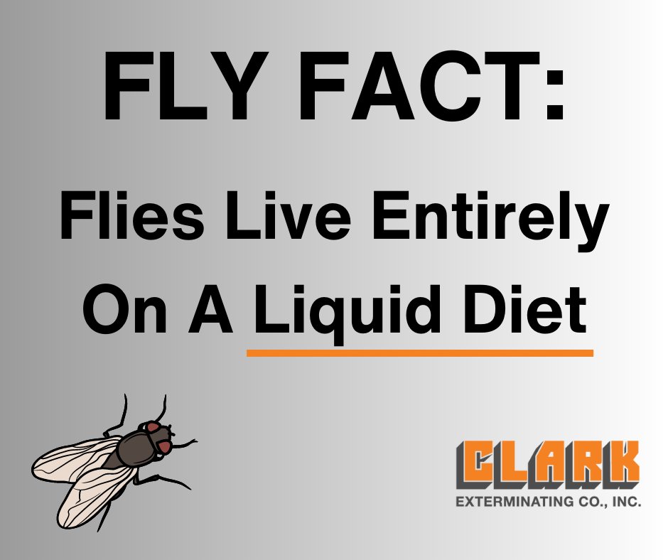 mybugproblem's tweet image. Yes, you read that correctly. They lack the mouthparts needed to chew food, so instead, they have to drink it.

Have a fly problem? Call Clark today, and we&apos;ll make sure those flies take the -t off of diet, if you know what we mean. 😉