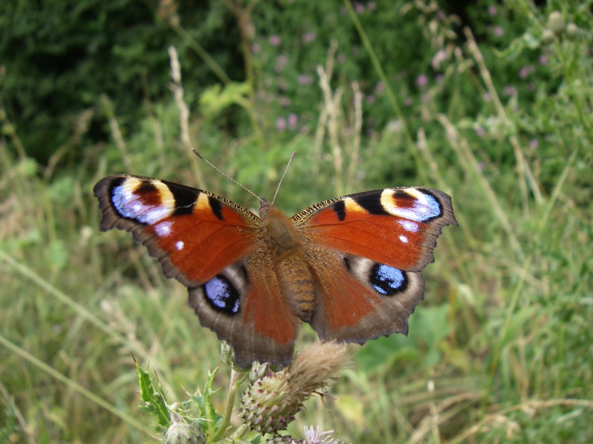 robbieallan4's tweet photo. @VikiYakimush Sometimes you get lucky, have a great Monday also.
#MomentsShots #butterfly #Peacockbutterfly #NaturePhotography #Ringlets https://t.co/ka7QeK5w1m