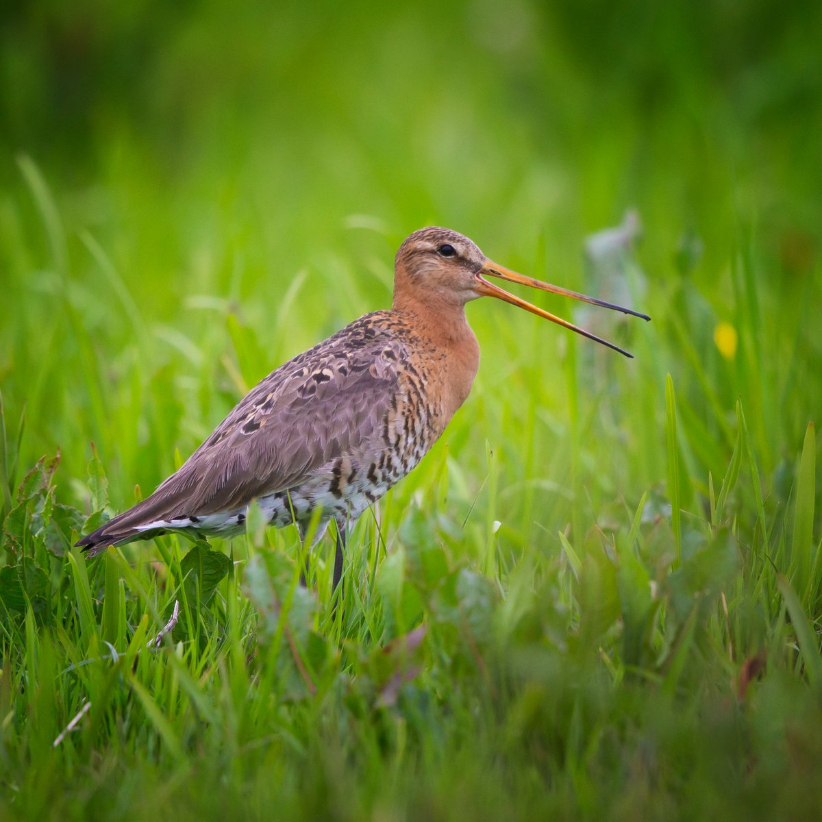 willbowell's tweet photo. Very lucky to have breeding Black-tailed Godwits so close to home. Such a rare breeder in Britain but hopefully 'head starting' introductions will give this species the boost it needs.
#TwitterNatureCommunity #projectgodwit #nenewashes #waders #godwit #birds #birdphotography https://t.co/iD8LwymLxH