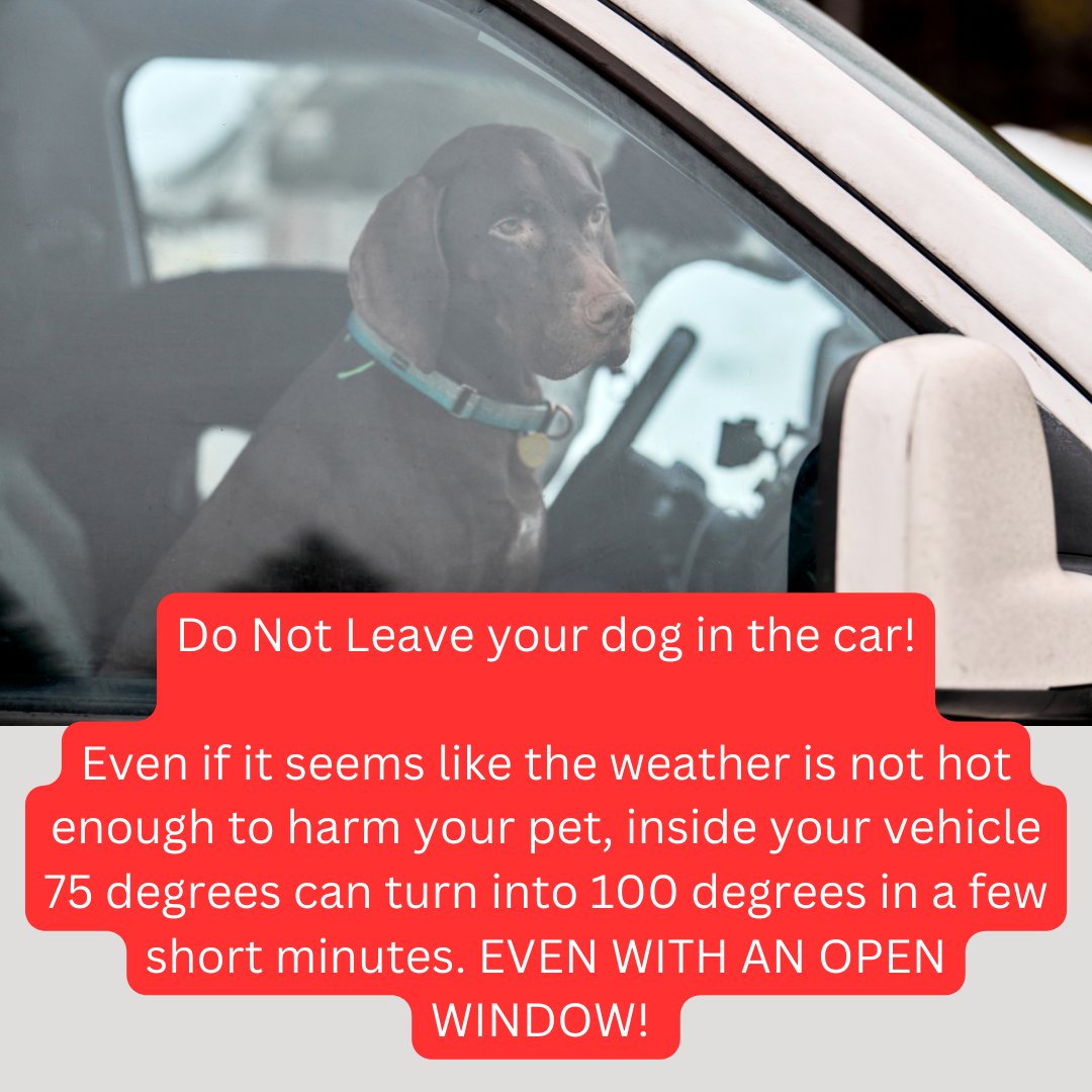 DogTrainerMiami's tweet photo. https://t.co/nERUpfK3B5