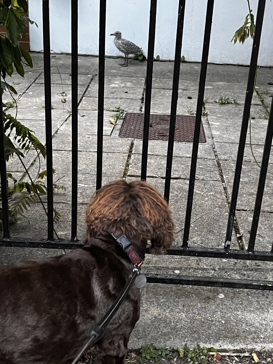 Tarka McSpaniel tweet media