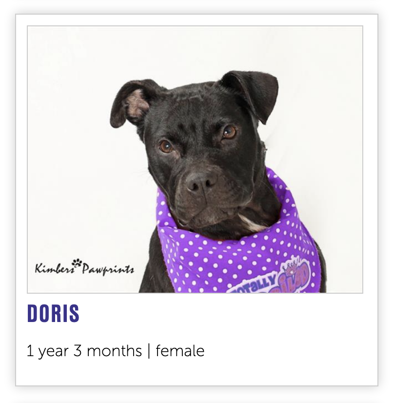 NEHumaneSociety's tweet image. Starting today, anyone who adopts a dog who has been at the shelter for over a month, like Doris, Jordy, or Midnight, will go home with a (s)Wag Bag! Each bag has goodies to help your new best friend acclimate to their forever home. ❤️

Meet our dogs: bit.ly/3jtl3cD