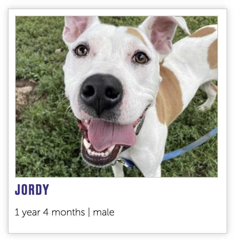 NEHumaneSociety's tweet image. Starting today, anyone who adopts a dog who has been at the shelter for over a month, like Doris, Jordy, or Midnight, will go home with a (s)Wag Bag! Each bag has goodies to help your new best friend acclimate to their forever home. ❤️

Meet our dogs: bit.ly/3jtl3cD