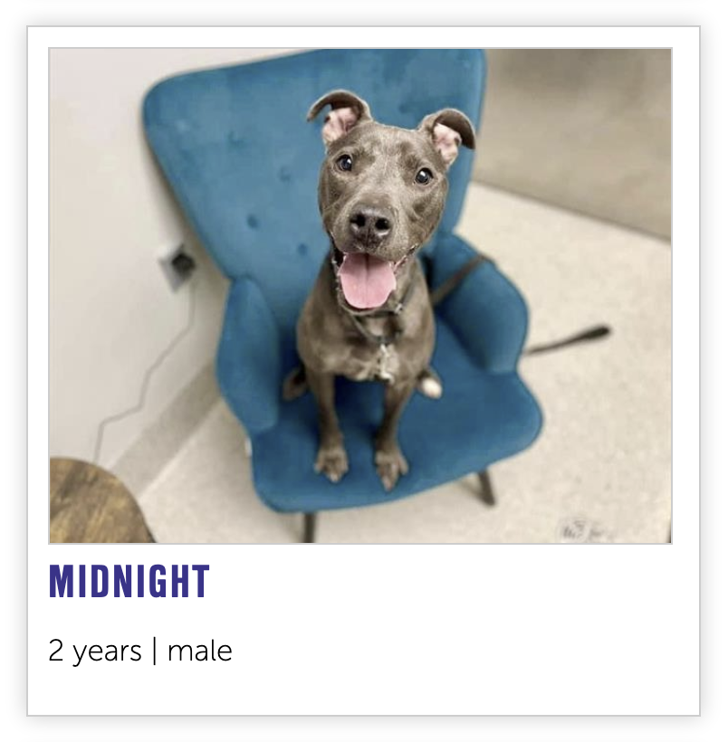 NEHumaneSociety's tweet image. Starting today, anyone who adopts a dog who has been at the shelter for over a month, like Doris, Jordy, or Midnight, will go home with a (s)Wag Bag! Each bag has goodies to help your new best friend acclimate to their forever home. ❤️

Meet our dogs: bit.ly/3jtl3cD