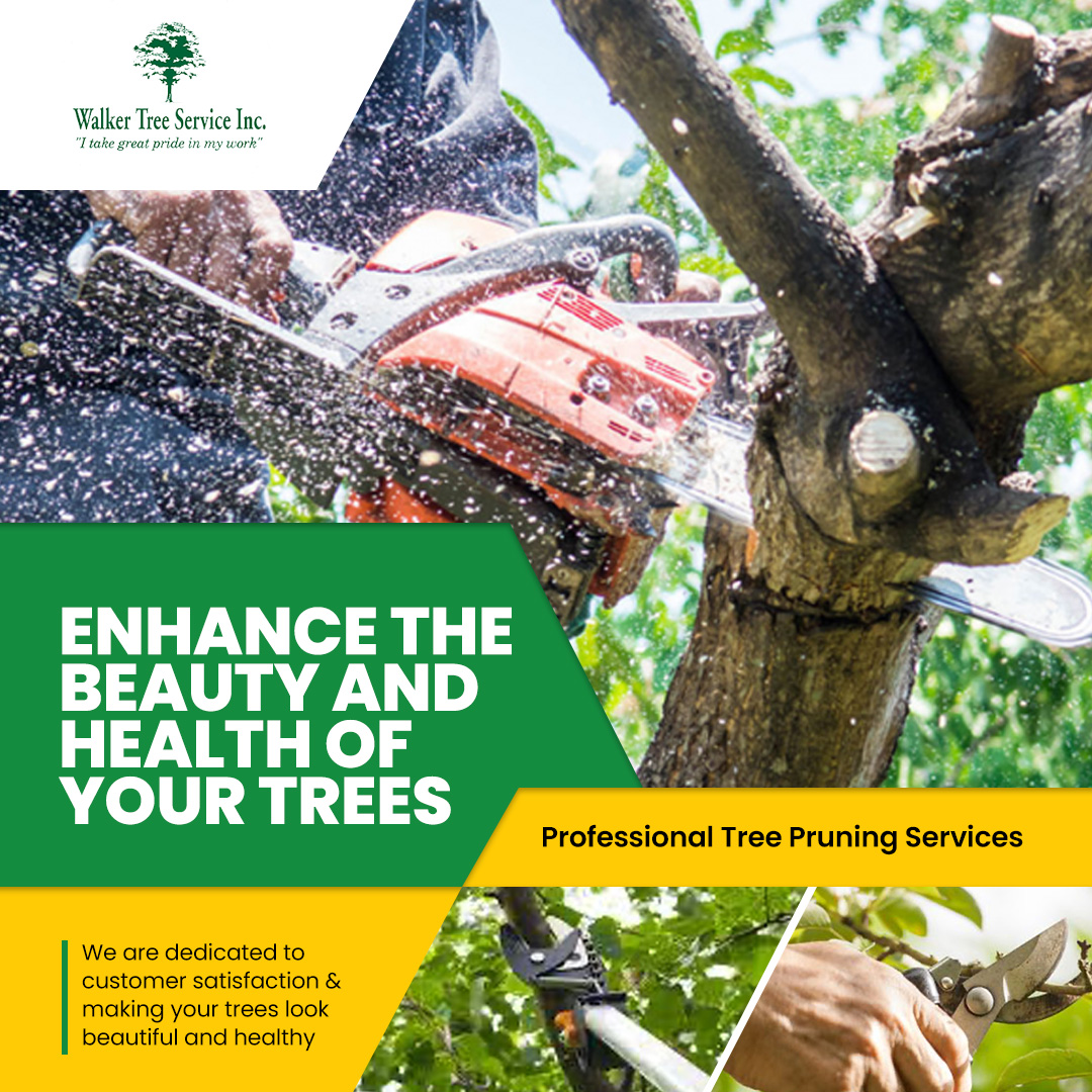 TreeWalker's tweet image. Trimming away dead or damaged branches not only improves the appearance of your trees but also promotes new growth and prevents potential hazards. Schedule regular pruning services with the experts at Walker Tree Service.
#TreePruning #LocalBusiness #ExperiencedTreeService