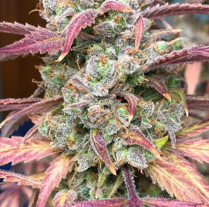 Fernand49034227's tweet image. Reina Cosmica 👑
#Autofloreciente  📸;420baked