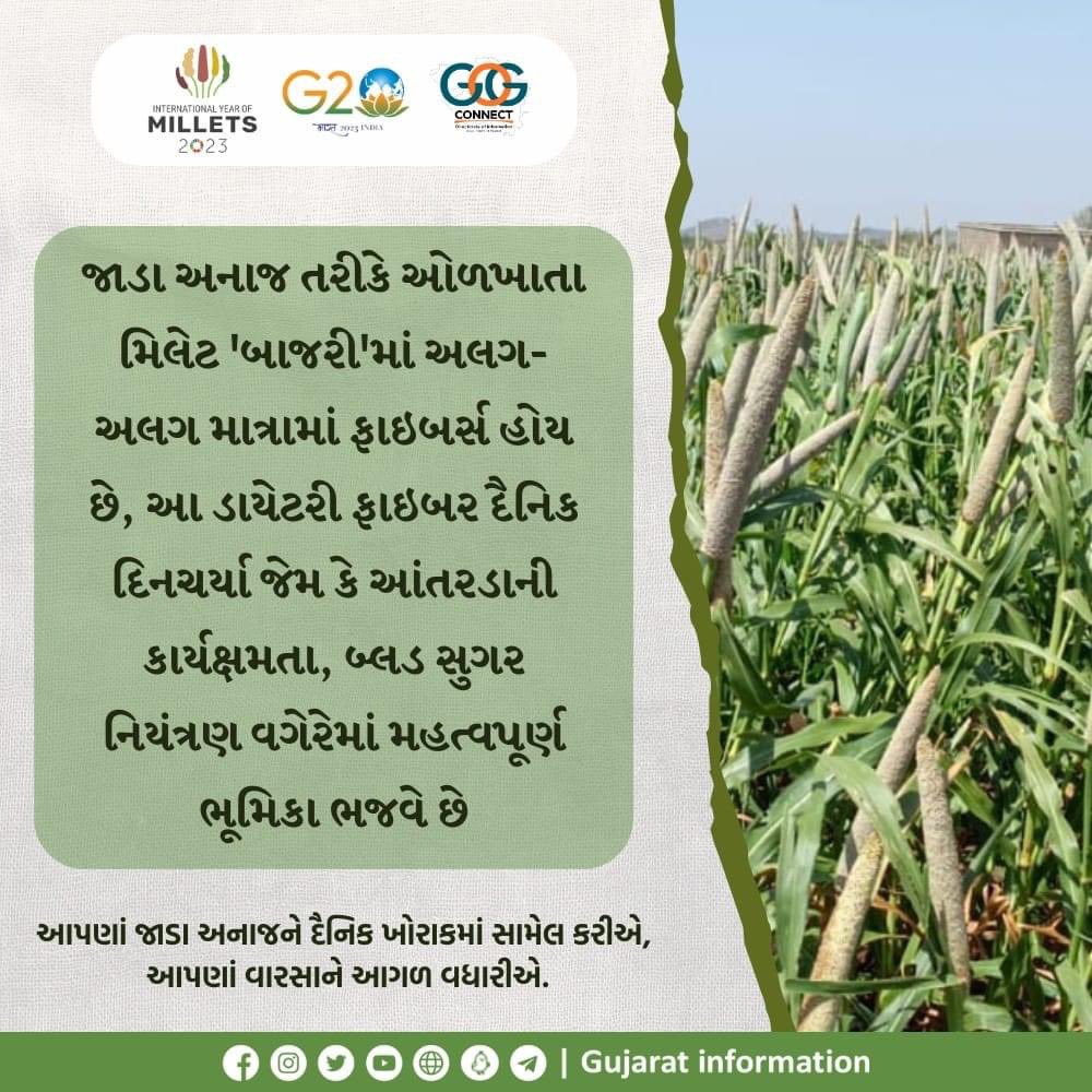 Nipa_Kamal's tweet photo. જાડા અનાજ તરીકે ઓળખાતા મિલેટ 'બાજરી'માં અલગ-અલગ માત્રામાં ફાઇબર્સ હોય છે, આ ડાયેટરી ફાઇબર દૈનિક દિનચર્યા જેમ કે આંતરડાની કાર્યક્ષમતા, બ્લડ સુગર નિયંત્રણ વગેરેમાં મહત્વપૂર્ણ ભૂમિકા ભજવે છે...#9YearsOfGrowth #9YearsOfModiGovernment https://t.co/t9NBbS8QMs