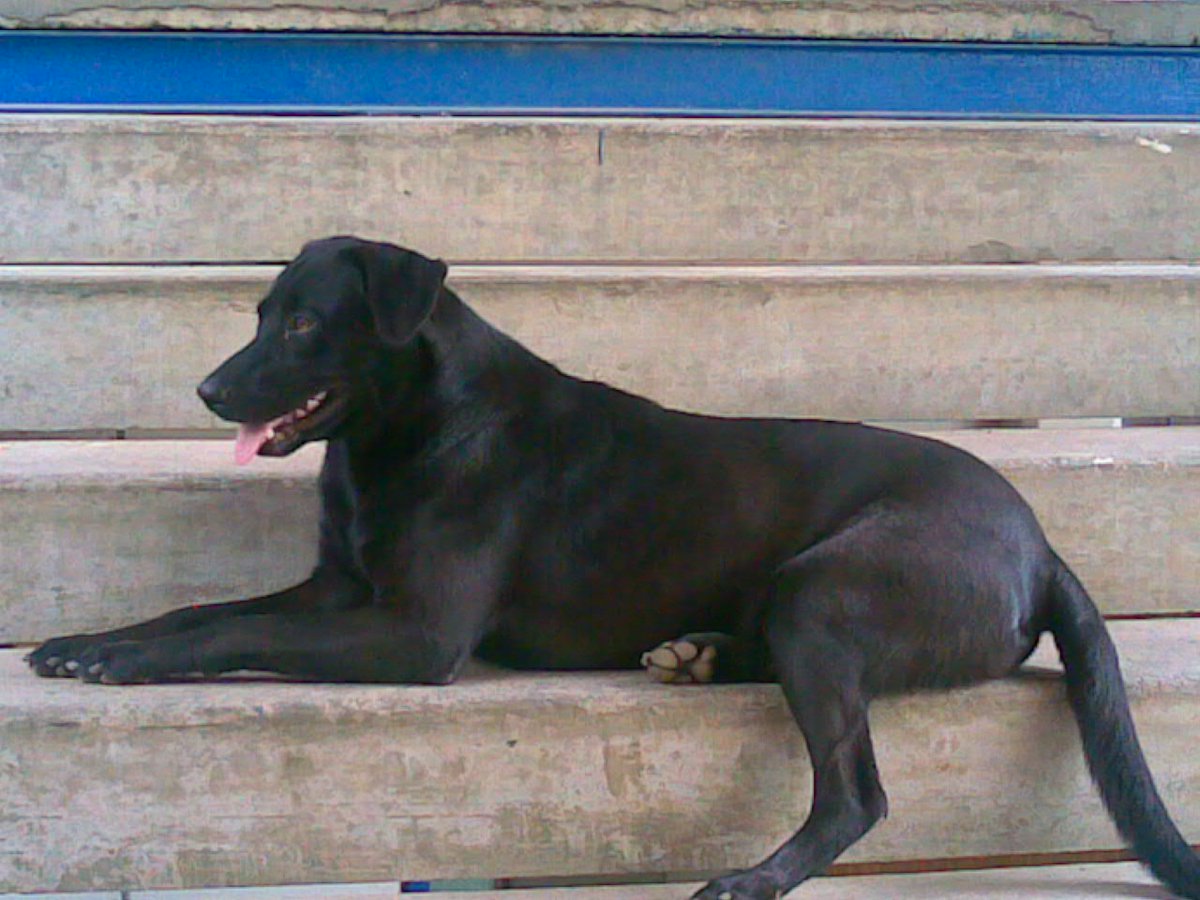 cfermin009's tweet photo. @YobaniQuintero Día 10. Perro. se llamaba Negro, y era hermoso https://t.co/uWfWjVKvDd