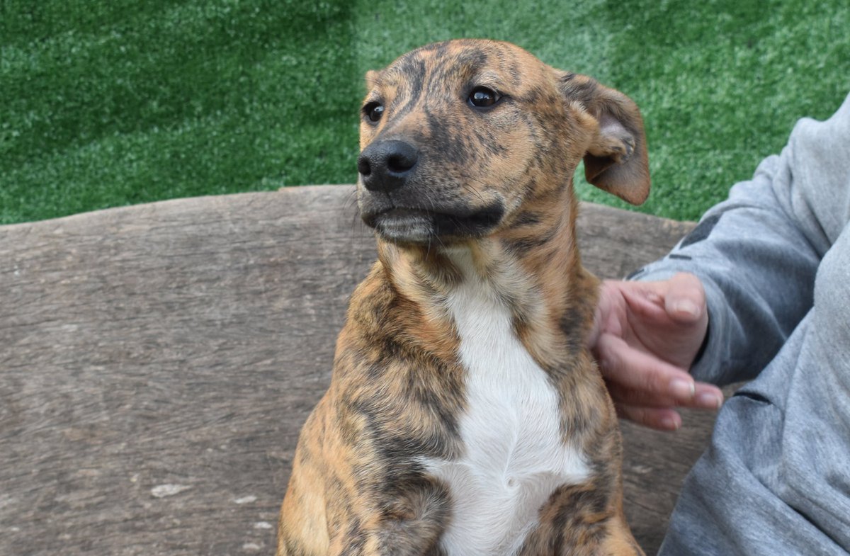 Ref_ElsAngels's tweet photo. CODY en adopción🧡📌Sueca, València

Rescatado junto con sus hermanitos de un síndrome de Noé. Sin comida, ni agua; desnutridos y enfermos. Cuando llegaron, empezamos su tratamiento para sanarlos. Guapísimo, juguetón y cariñoso, además de super activo. refugielsangels@gmail.com💌 https://t.co/A06cd3S5jc