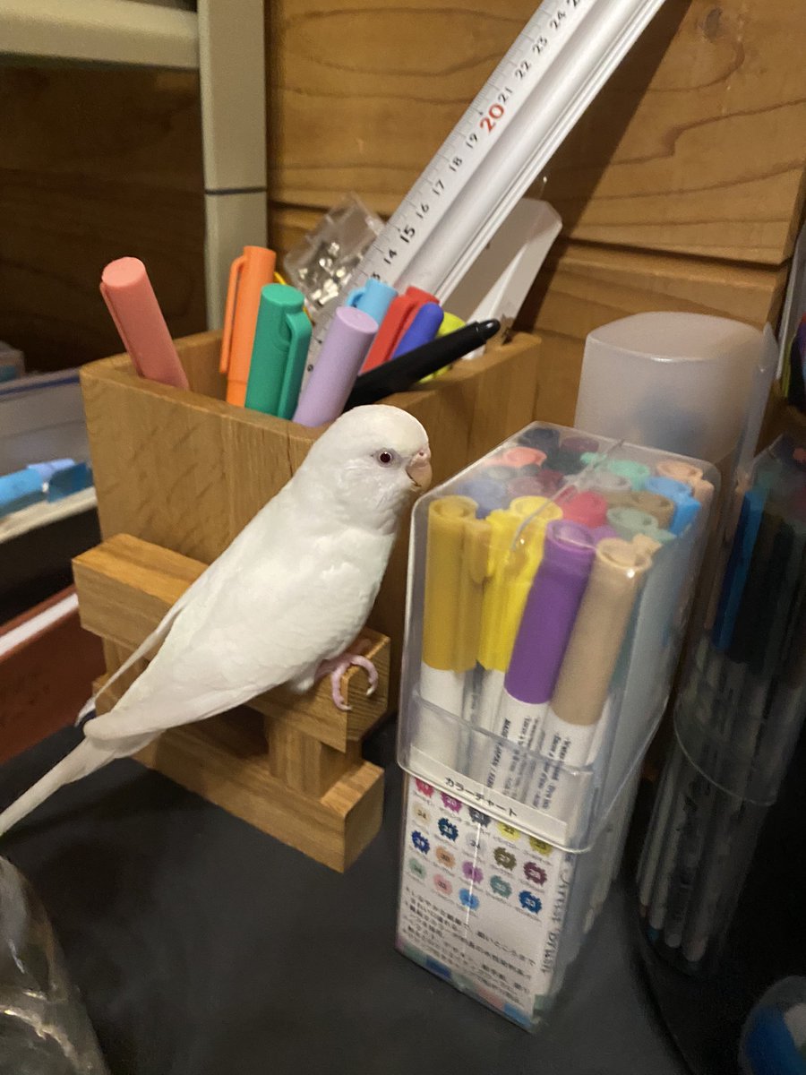 いっぽちゃん。 https://t.co/Ry79ihCcq6