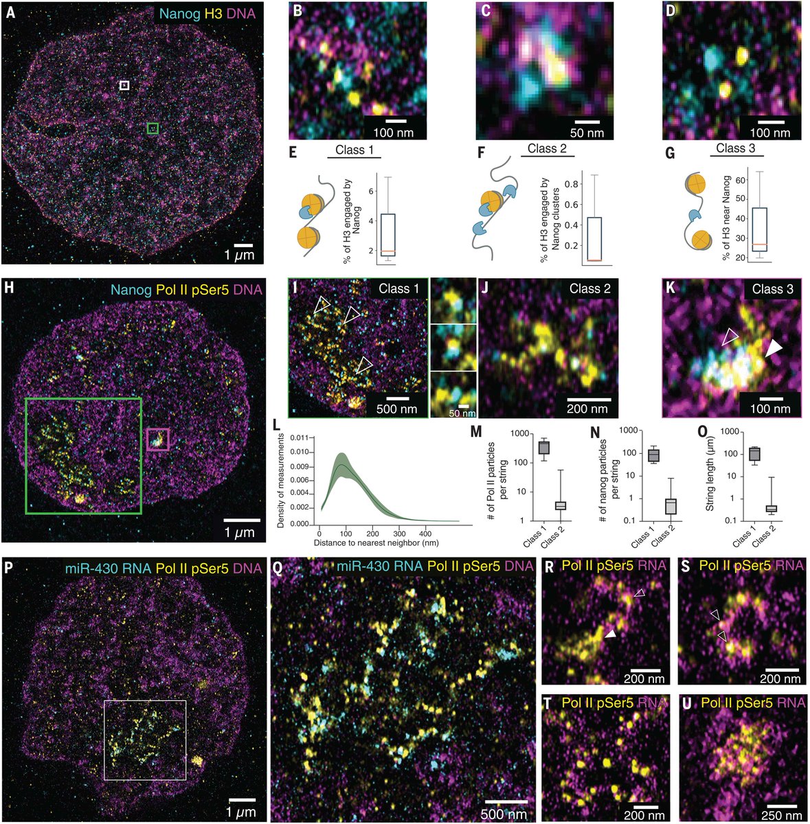 Researchers apply #SuperResolution expansion #Microscopy #ExM towards imaging of chromatin in a developing embryo during zygotic genome activation, illuminating how Nanog interacts with nucleosomes and RNA polymerase II. Learn more: bit.ly/3pGNdbG
