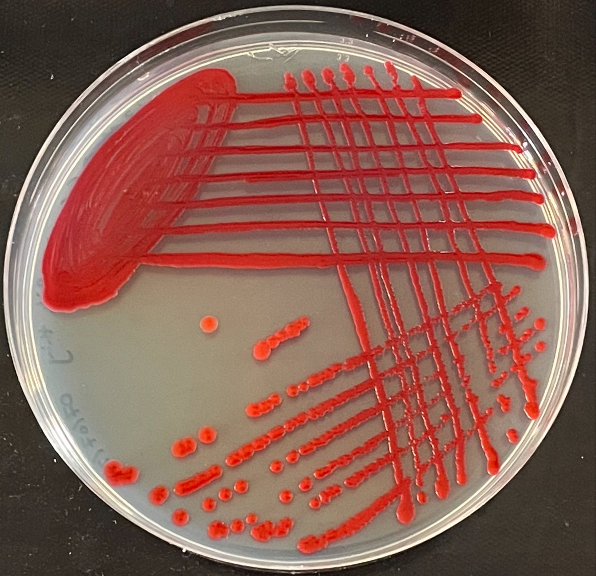 MicroMad tweet media