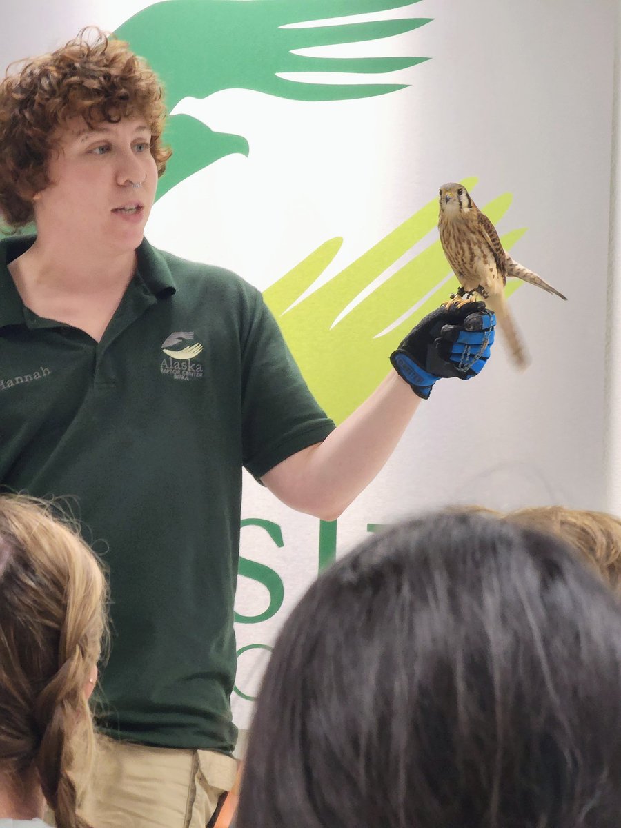 RaptorOrg's tweet image. Our resident American Kestrel, Fe, recently had her first stage presentation, captivating everyone with her incredible presence! It was a special moment to witness Fe showcasing her unique beauty and agility. #StagePresentation #RaptorAmbassador #AlaskaRaptorCenter