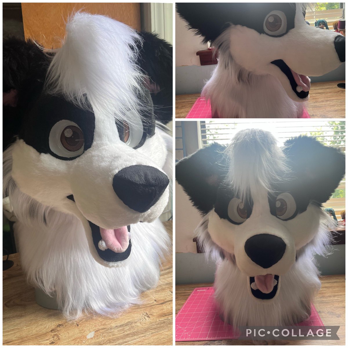 Maxwell Collie is finished! He’s off to his home in NJ <3 

The long fluffy hair is our favorite part 💕

#fursuit #fursuitmaker #furryfandom #fur