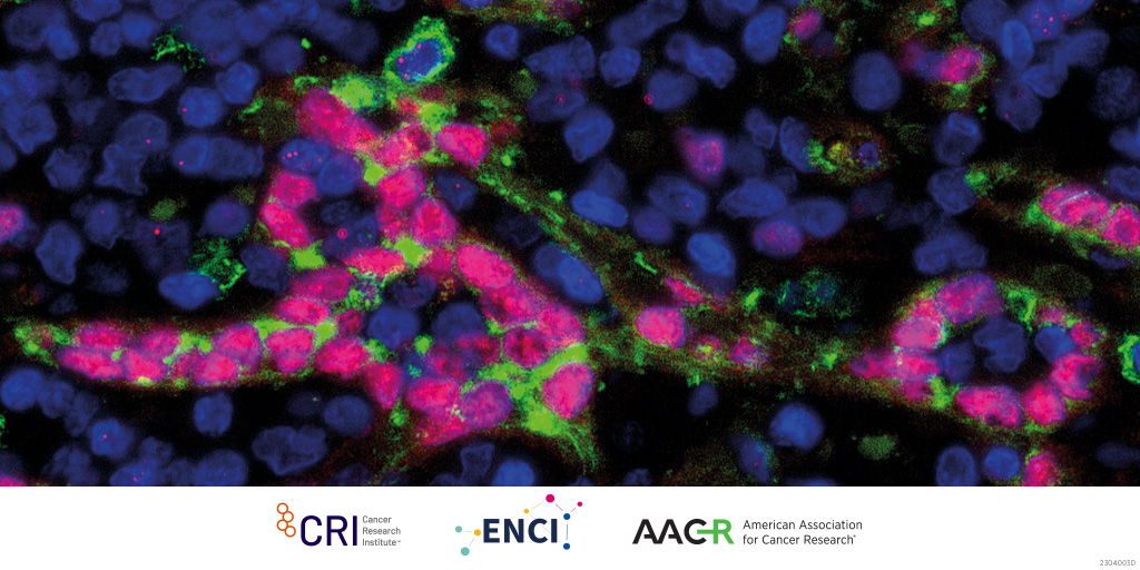 Submit an abstract by July 20 for the CRI-ENCI-AACR Seventh International Cancer Immunotherapy Conference (Sept 20-23, Milan, Italy) chaired by Pier Francesco Ferrucci, Christoph Huber, @PamSharmaMDPhD, and Arlene H. Sharpe. bit.ly/3XGxaHz #CICON23