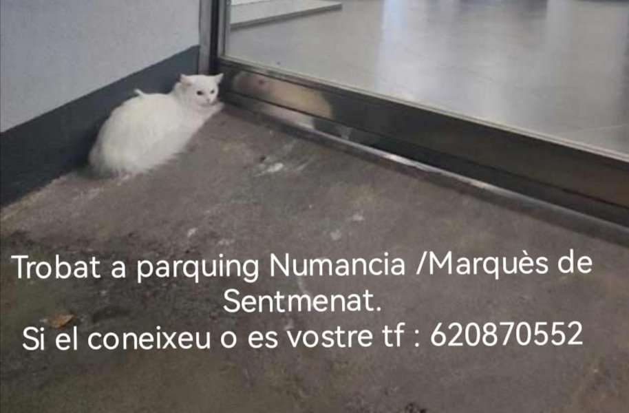 up_person's tweet photo. 🙏😿🆘 #Gat #Trobat a un parking al c/ Numància amb Marquès de Setmenat a #Barcelona
#Siusplau, el reconeixes, és teu o saps de qui és?
Contacte ☎️620870552 https://t.co/CLLk6UEnLW