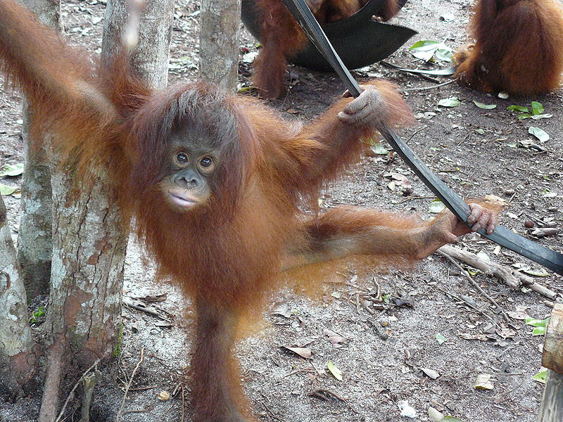 redapes's tweet photo. Happy Monday from little Suki!  🥰❤️🦧 https://t.co/uddlgRiOb7