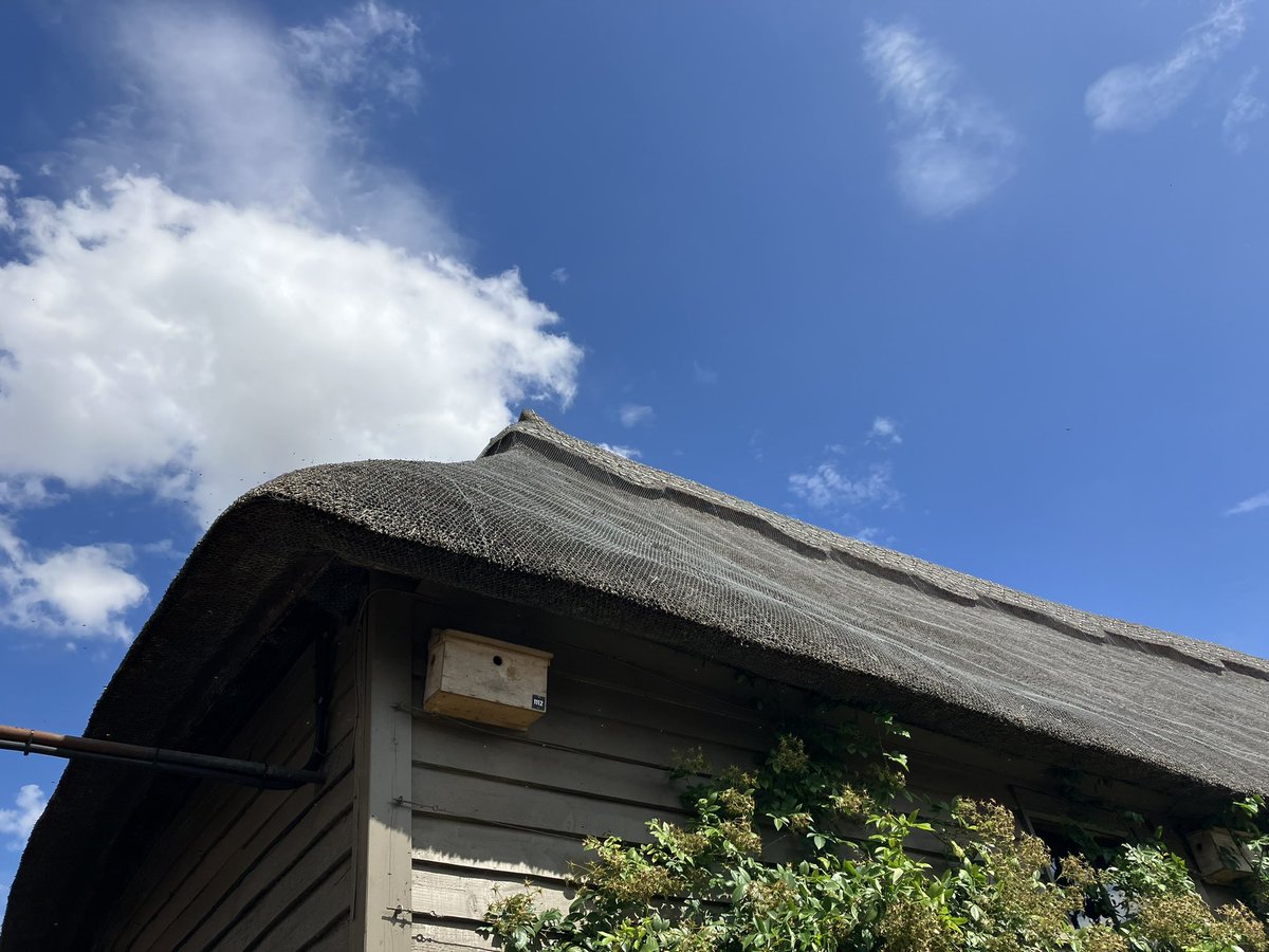 PoMScheme's tweet photo. Phenomenal numbers of solitary bees are nesting in the reeds of the old thatched barn @RHSHydeHall and foraging on the nearby garden flowers. We have never seen so many, almost too fast to #FITcount!!! Zoom in to see for yourself 👇😃#BeesNeedsWeek https://t.co/Sbr1lcYjbc