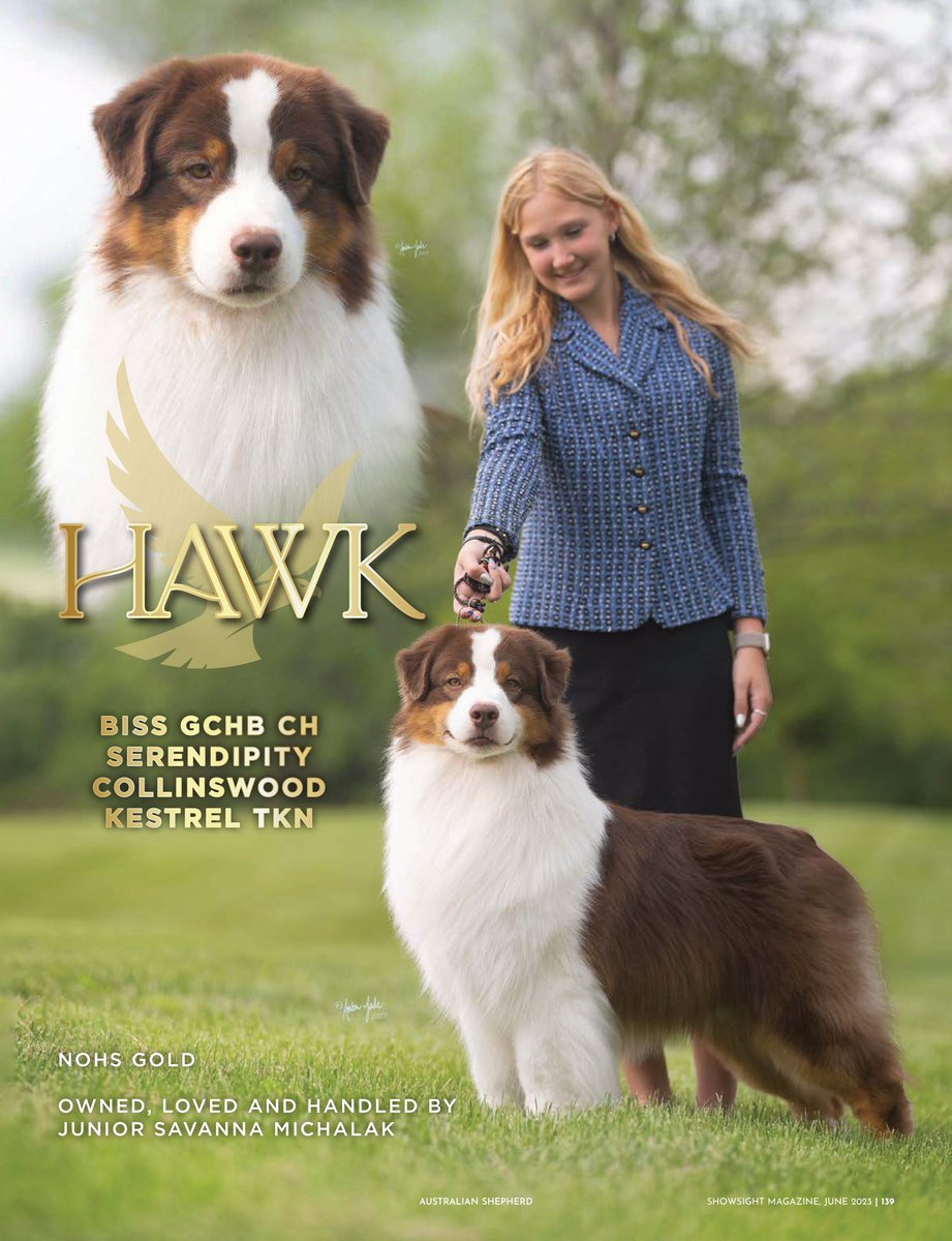 Showsight's tweet photo. BISS GCHB CH SERENDIPITY COLLINSWOOD KESTREL TKN
Hello Hawk💚
Owned, Loved & Handled by: Savanna Michalak
https://t.co/2tCN2idQ5F
https://t.co/EzwqphdgcV
#australianshepherd #juniorhandler #purebred #dogshow #dogshow2023 #bestinshow #bestinshowsight #showsightmag https://t.co/gaWNXkRYWM