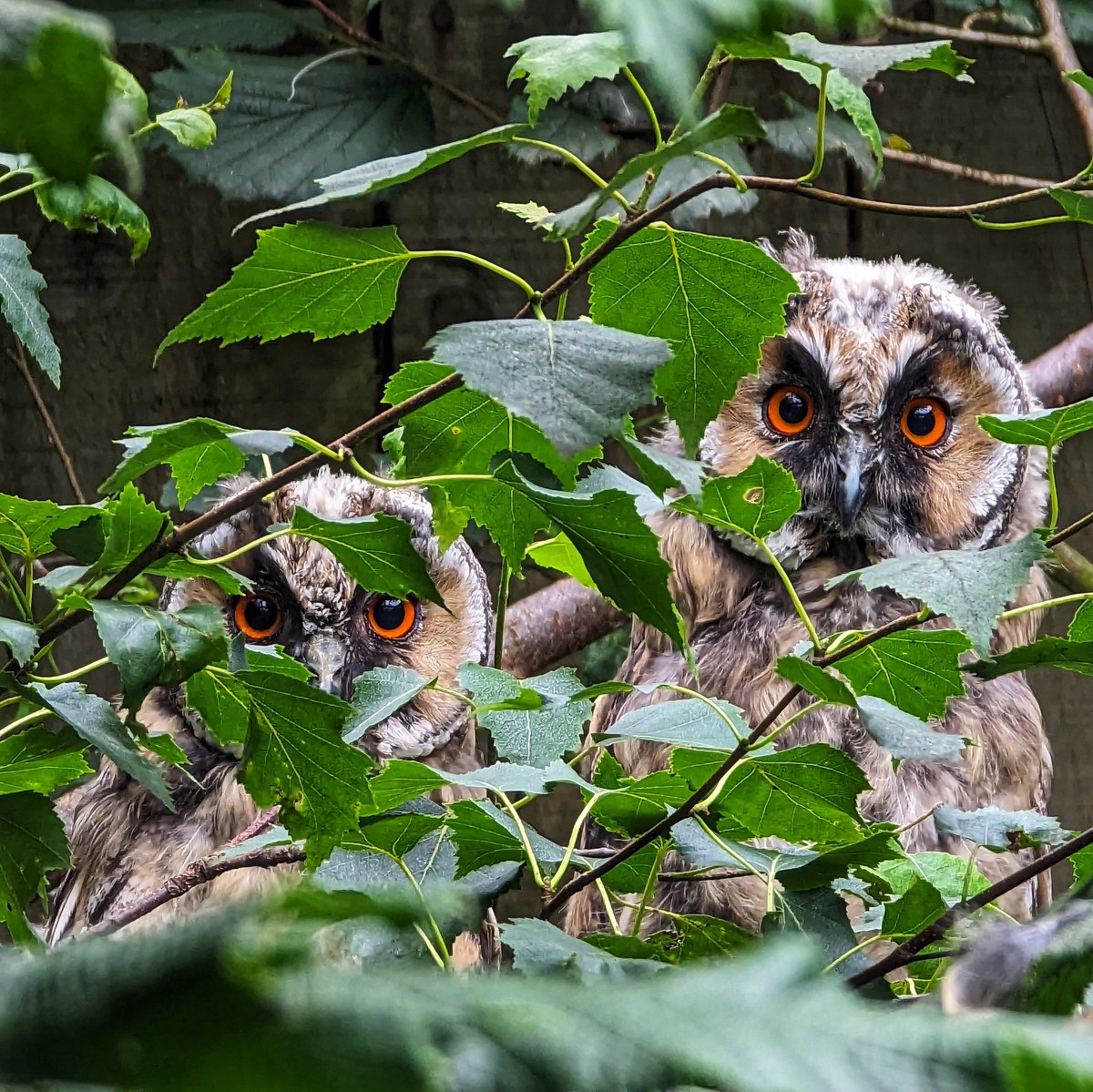 Stewart Inchliffe tweet media